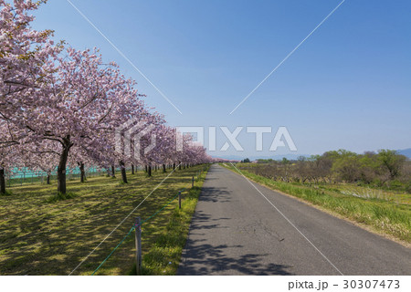 八重桜の並木 30307473