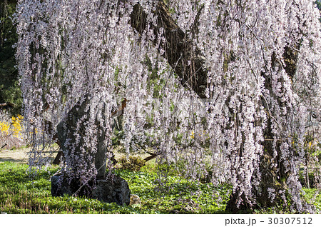 枝垂れ桜 30307512