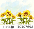 ひまわり 30307698