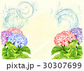 紫陽花 30307699