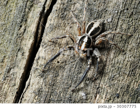 Salticidae spider on the tree Salticidae spider on the tree 30307775
