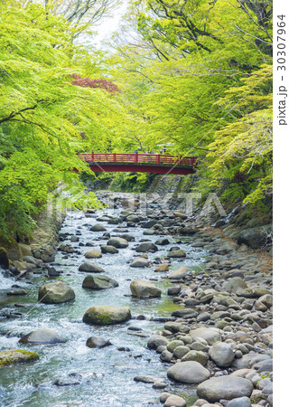 新緑の修善寺と桂川 30307964
