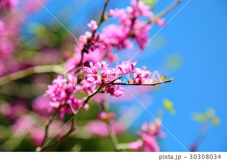 ハナズオウの花 30308034