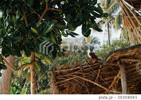 The sea eagle sits on the roof of a bungalow in 30308065