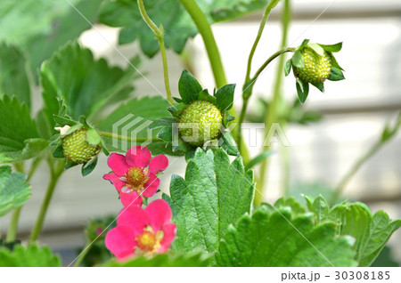 イチゴの赤い花 イチゴの赤い花 30308185