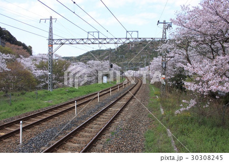 山中渓駅と桜 山中渓駅と桜 30308245