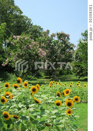 夏の馬見丘陵公園 夏の馬見丘陵公園 30308361