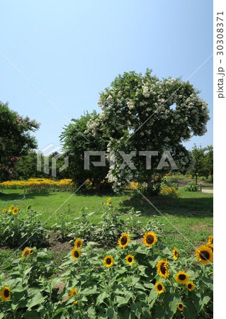 夏の馬見丘陵公園 30308371