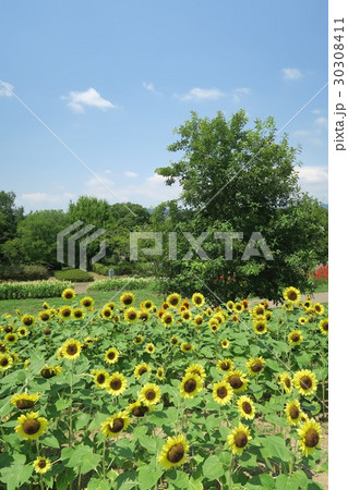 夏の馬見丘陵公園 夏の馬見丘陵公園 30308411