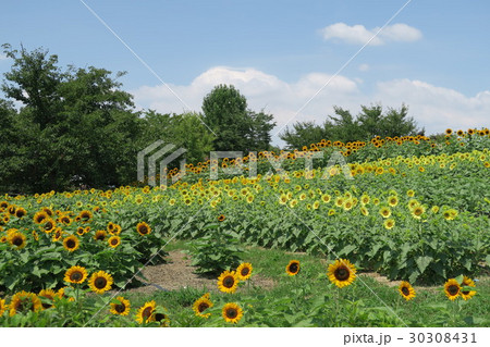 夏の馬見丘陵公園 30308431