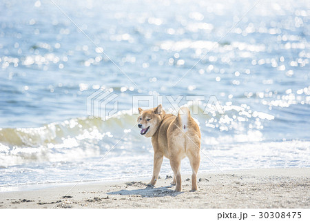 振り向く柴犬 海バックの写真素材