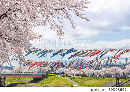 こいのぼりと桜 こいのぼりと桜 30308641