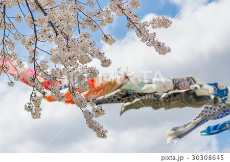 こいのぼりと桜 30308645