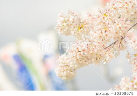 こいのぼりと桜 こいのぼりと桜 30308679
