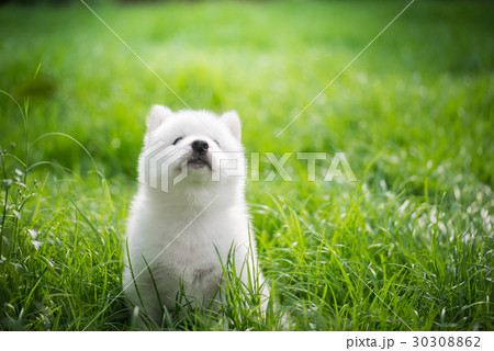 siberian husky puppy playing on green grass siberian husky puppy playing on green grass 30308862