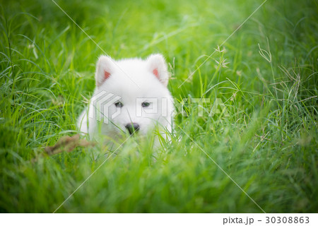 siberian husky puppy playing on green grass siberian husky puppy playing on green grass 30308863