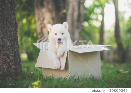 Cute siberian husky sitting in a box at the park Cute siberian husky sitting in a box at the park 30309042