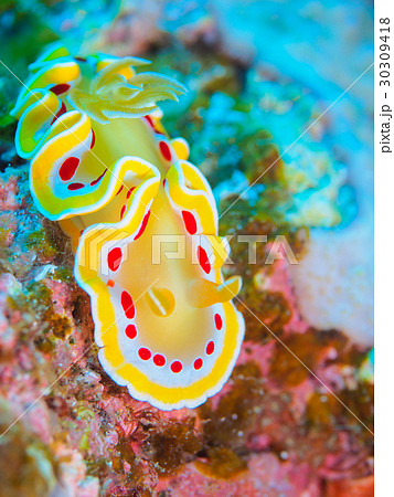 ウミウシ 30309418
