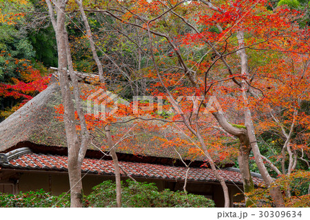 紅葉の祇王寺 紅葉の祇王寺 30309634