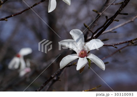 こぶしの花 30310093