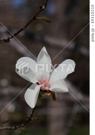 こぶしの花 30310210