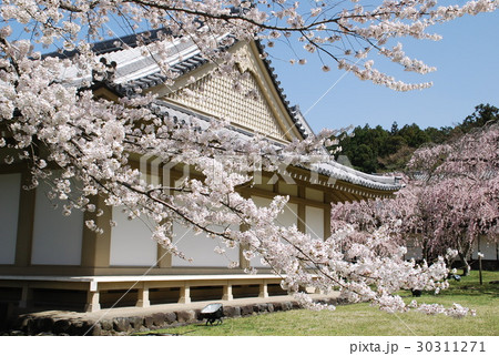 桜 さくら サクラ 30311271