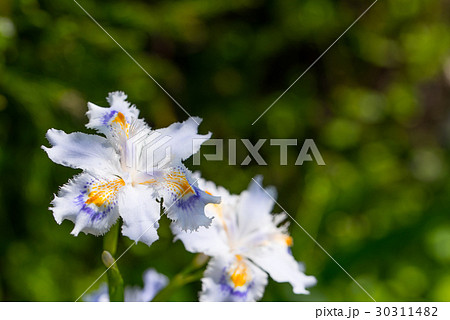 陽だまりの中のシャガの花 陽だまりの中のシャガの花 30311482