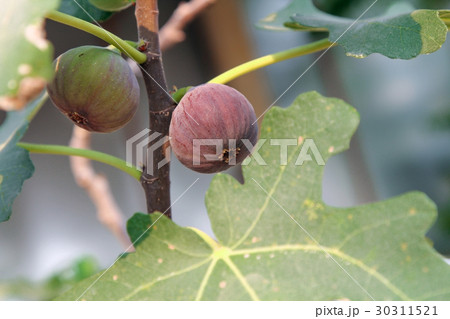 Edible purple figs fruit on the branch of the tree Edible purple figs fruit on the branch of the tree 30311521