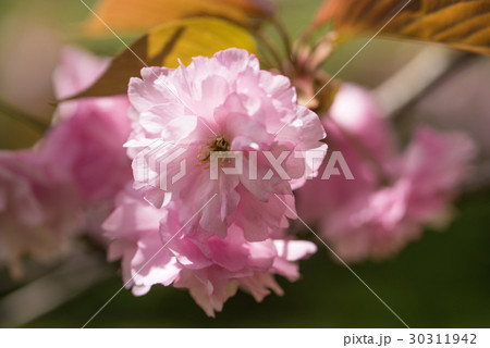 満開の八重桜のクローズアップ 30311942