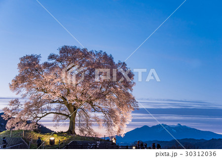 山梨 わに塚の満開の桜 ライトアップの桜の写真素材