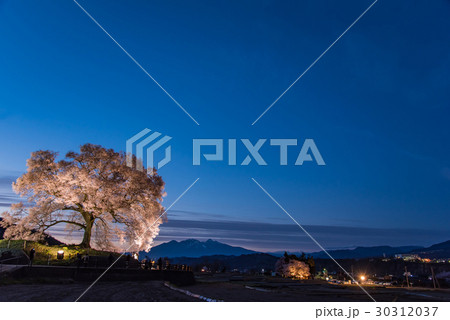 山梨 わに塚の満開の桜 ライトアップの桜の写真素材