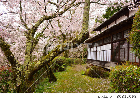 京都大原野 勝持寺の桜 京都大原野 勝持寺の桜 30312098