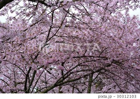 京都大原野　勝持寺の桜 30312103