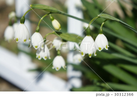 スズランスイセン 30312366