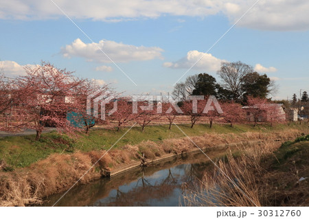 久喜市鷲宮の春の風景 30312760