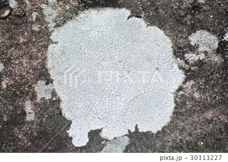 Lichen on the stone 30313227