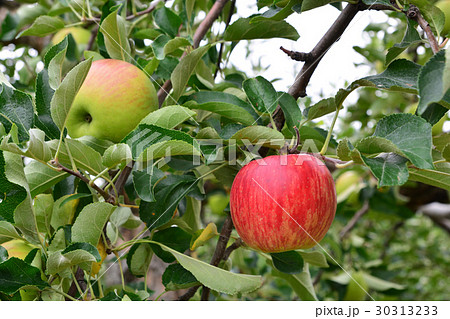 Apple (Malus domestica), on the tree, in japan 30313233