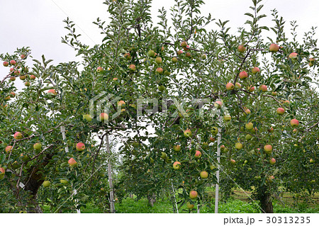 Apple (Malus domestica), on the tree, in japan Apple (Malus domestica), on the tree, in japan 30313235
