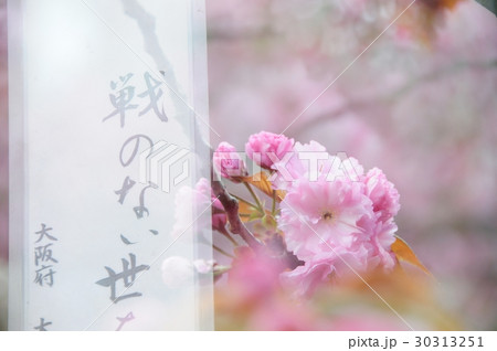 俳句とサクラで詠う平和のイメージ 30313251