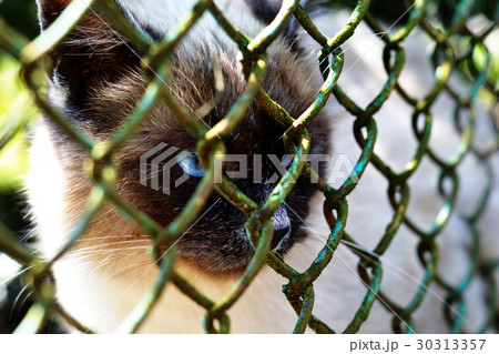 Black and white cat with blue eyes 30313357