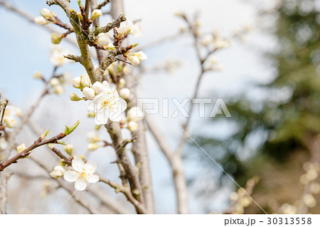 桜によく似た白い花とつぼみの写真素材