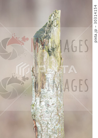 Dying tree in nature Dying tree in nature 30314154