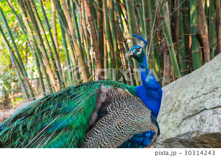 Peacock or Peafowl 30314243