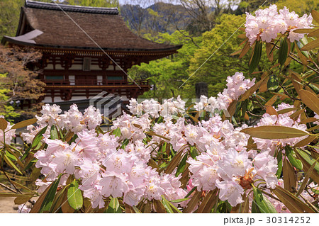 新緑と石楠花咲く室生寺 新緑と石楠花咲く室生寺 30314252