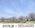 青空をバックにした桜並木 30314295
