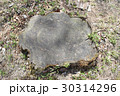 切り株 30314296