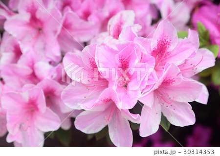 ハクサンシャクナゲ 白山しゃくなげ 白山シャクナゲ 30314353