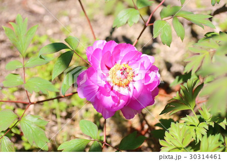 ボタンの花 ボタンの花 30314461
