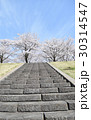 階段の下から見上げる桜 30314547