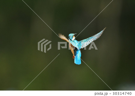 カワセミのホバリング 30314740